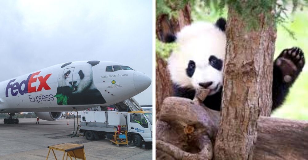 Se llevan a un oso panda en avión desde Estados Unidos a China y le hacen una emotiva despedida