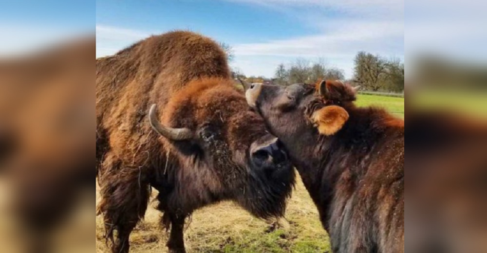 Bisonte ciega pasaba sus días sola y triste hasta que un becerro intervino