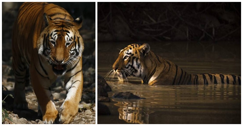 Un tigre realiza la caminata más larga jamás vista en busca de su compañera perfecta