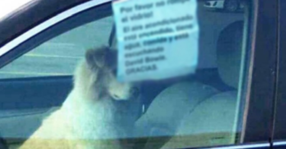 Dejan a un perro encerrado en un auto caliente, muchos se indignaron hasta que leyeron el cartel