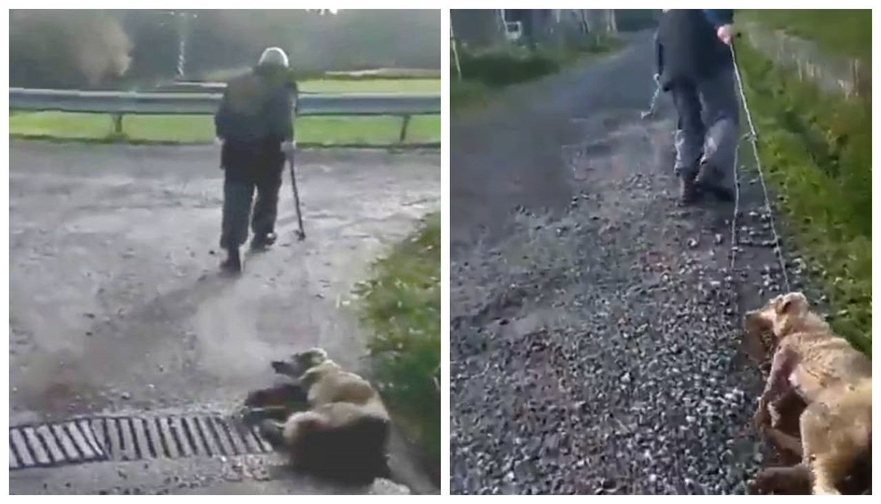 Un cazador le dispara a una perrita y la arrastra después de que diera a luz a sus 6 cachorros