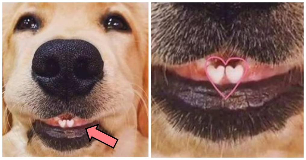 El perrito que ha derretido a las redes con sus mágicos dientes en forma de corazón