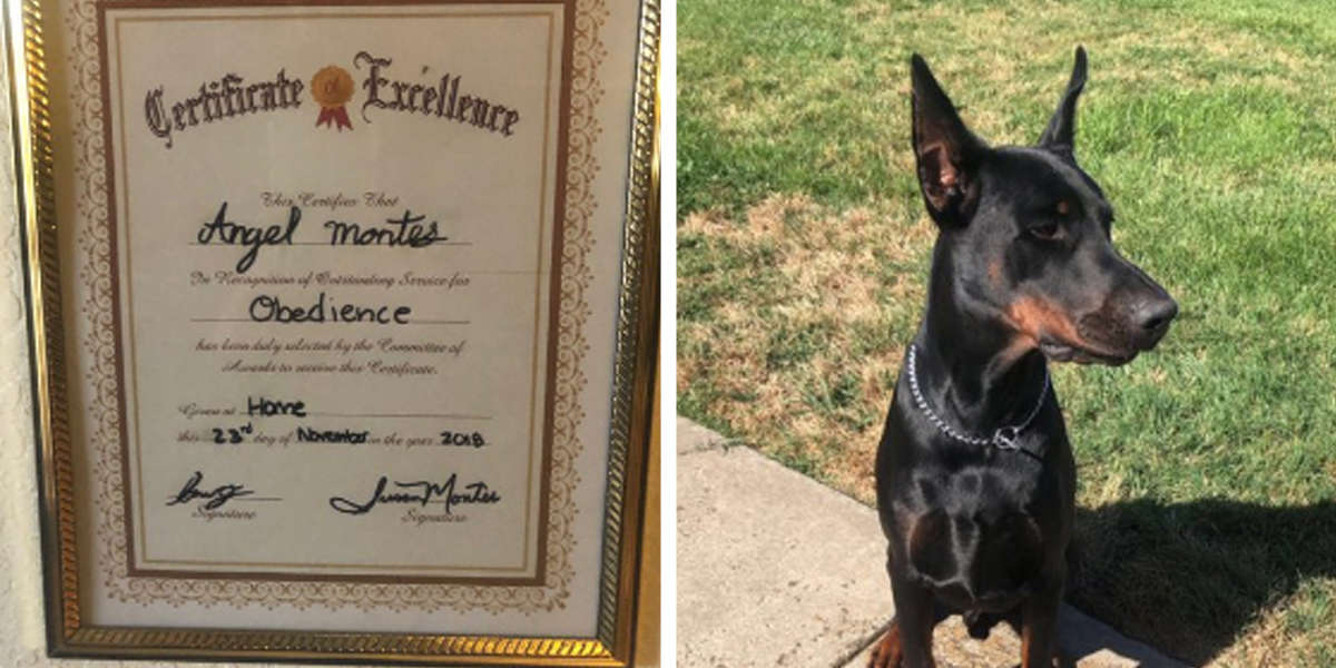 Este perro no aprobó las clases de obediencia, pero su tierna abuelita le hizo su propio diploma