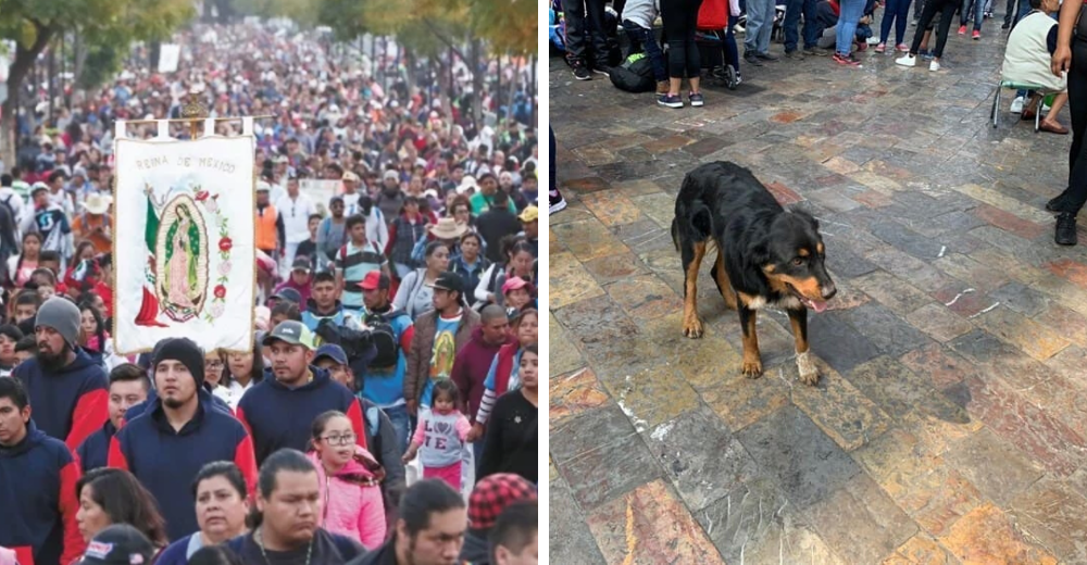 Capturan decenas de perros siendo abandonados por «devotos peregrinos» de la Virgen de Guadalupe