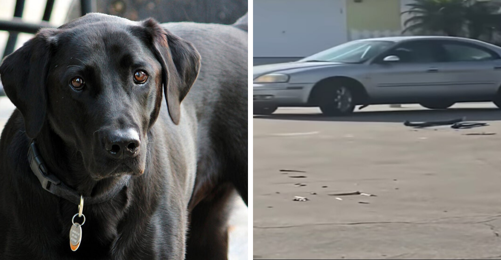 Deja a su perro dentro de su auto encendido y este es sorprendido conduciendo durante horas