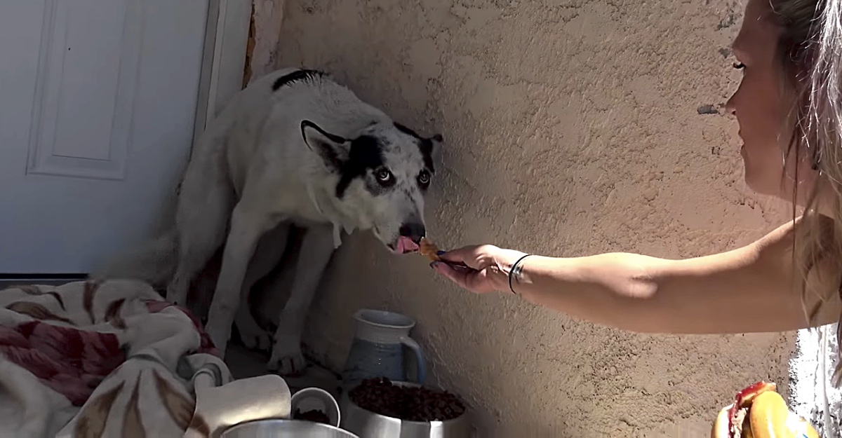 Perro paralizado, herido y muerto de miedo, que nadie podía capturar, cambia con una mujer