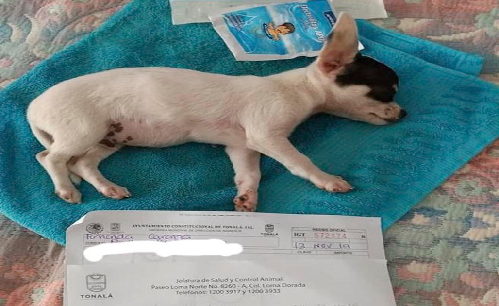 Un pequeño chihuahua se debate entre la vida y la muerte por culpa de los fuegos artificiales