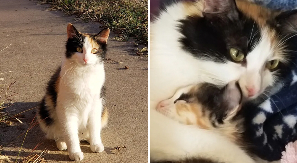 Se cuela en una casa desconocida con un gatito, lo que vivió allí la hizo regresar con más