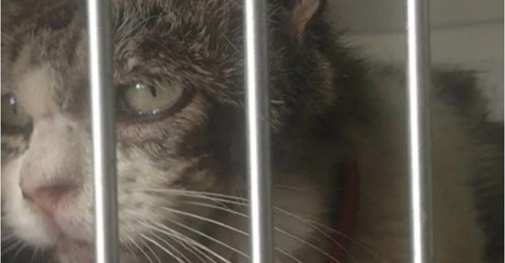 La triste mirada de una gatita abandonada fue suficiente para que alguien cambiara su destino