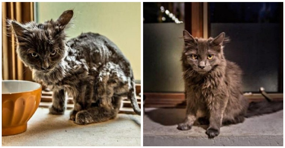 Gatito hambriento y sin hogar corre hacia un hombre en el camino suplicando ayuda