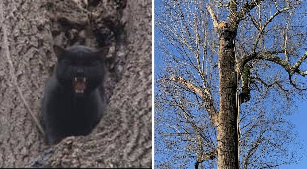 Gato negro permanece en lo alto de un árbol durante una semana suplicando que alguien lo viera