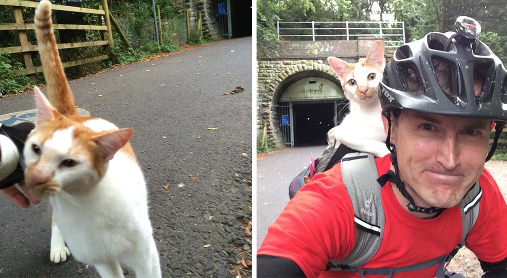 Un gatito amoroso sale al encuentro de un ciclista y decide convertirse en su amigo inseparable