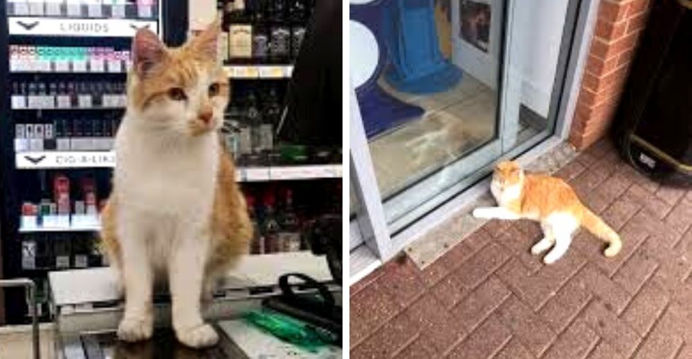 Gente enfurecida boicotea una tienda después que expulsaran al cliente más fiel: un gatito