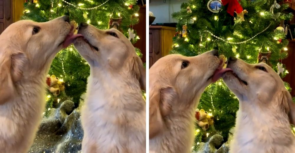 Amorosos perritos recrean la icónica tradición uniéndose en un apasionante beso bajo el muérdago