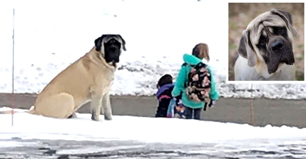 El protector perrito que se asegura cada mañana de que 2 niñas no pierdan el autobús escolar