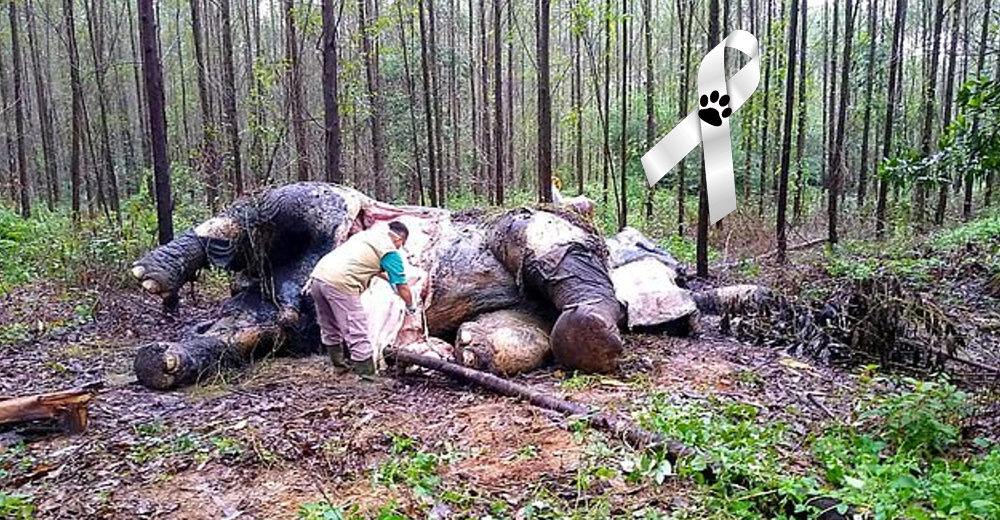 Hallan el cuerpo sin vida de una elefanta de 25 años tras el peor acto de crueldad