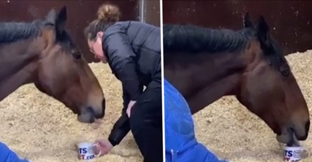 Un caballo policía se niega a salir de la cama para trabajar sin su bebida calientita