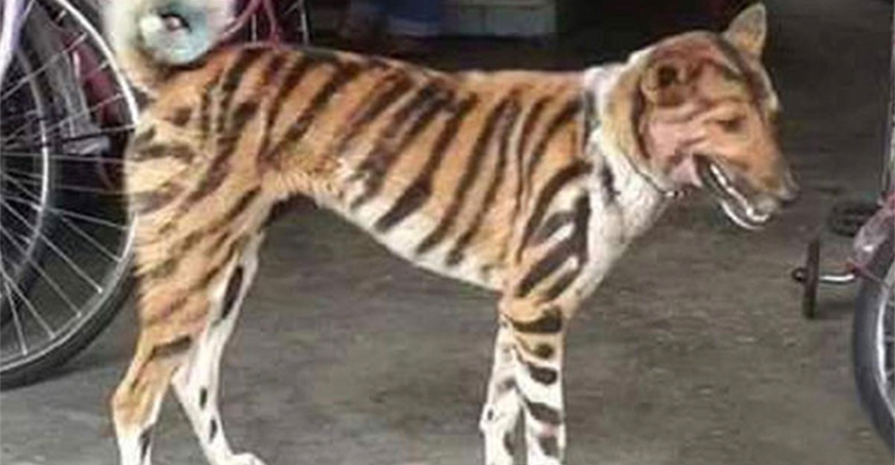 Granjero pinta rayas de tigre en su perro para evitar que los monos se coman sus cultivos