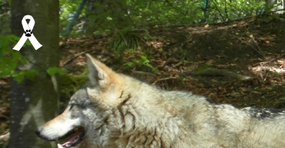 Acaban con la vida de un ejemplar de lobo de 6 meses porque era un grave riesgo para el ganado