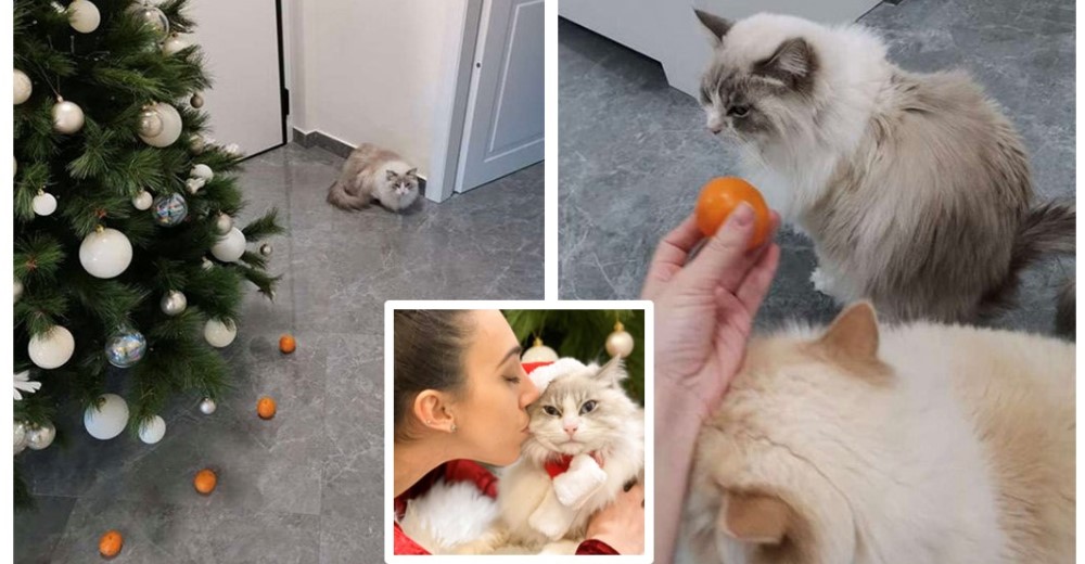 Salva la decoración de Navidad de su casa gracias a las mandarinas que tanto odia su gato