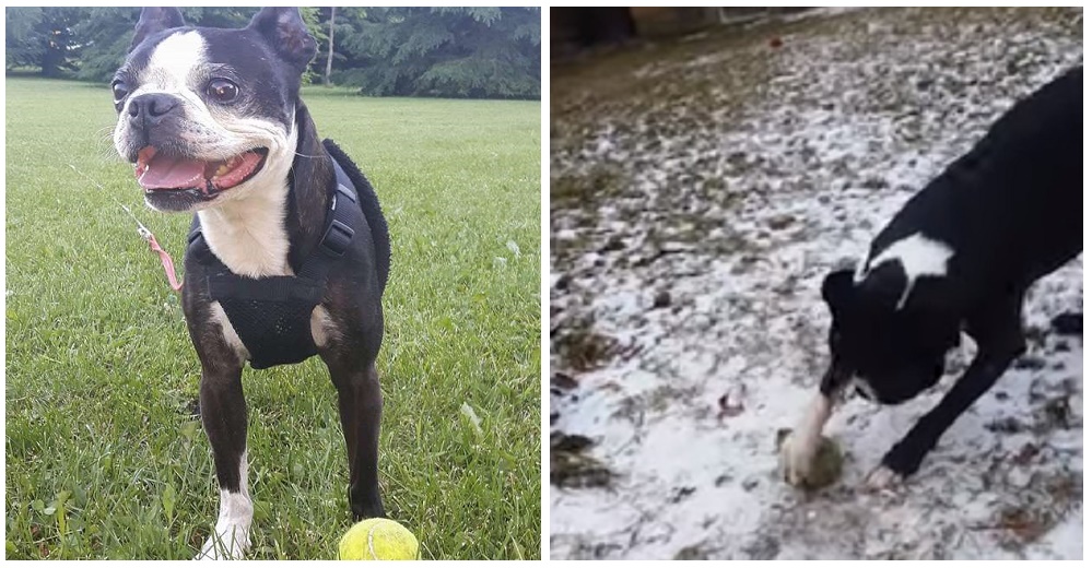 Su dueña graba su divertida reacción cuando comprobó que no podía mover su pelota favorita