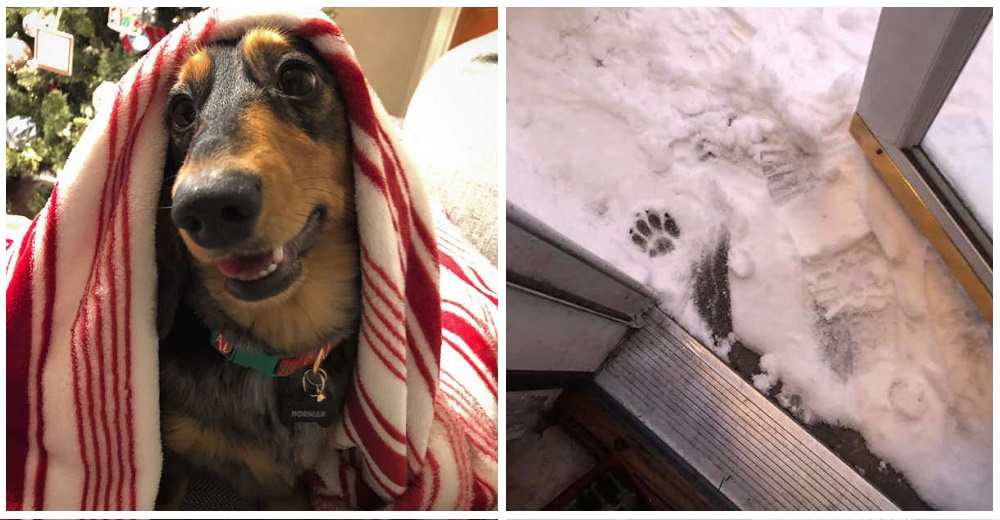 La reacción de los padres de un perrito que se negaba a poner una pata en la nieve