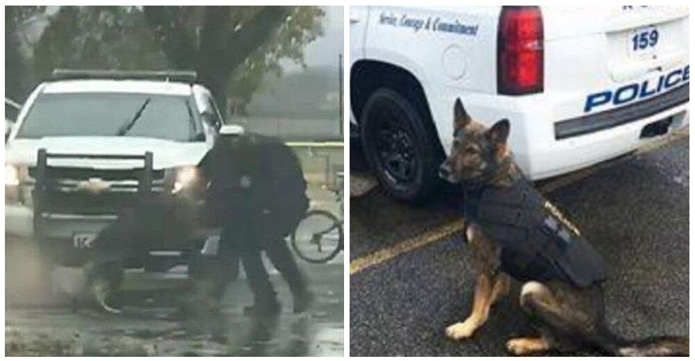 Graban cómo un perro de la policía derribó al sospechoso que agredió a uno de sus compañeros