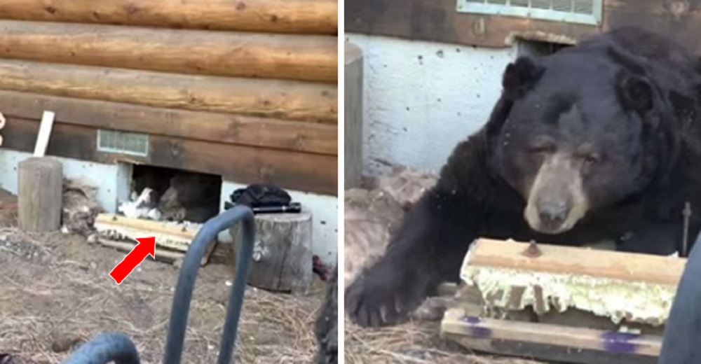 Una familia queda en shock al descubrir que un oso gigante se mudó a vivir debajo de su casa