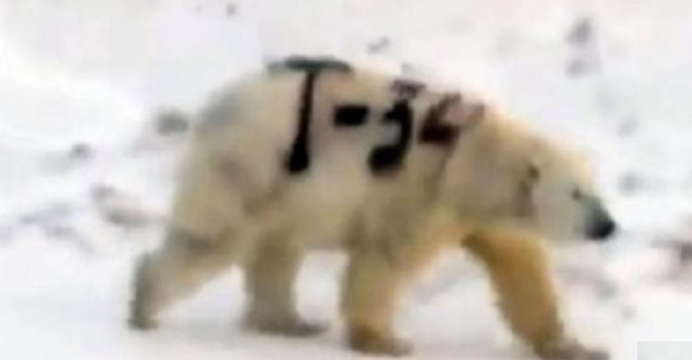 Graban a un oso polar con la leyenda «T-34» pintada en el lomo ante la indignación de muchos