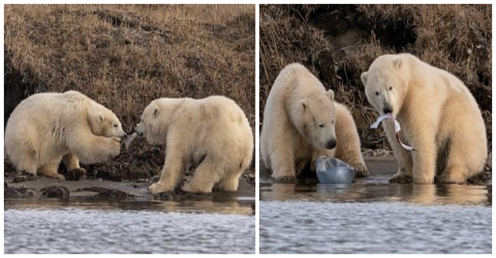 Imágenes desgarradoras muestran osos polares hambrientos peleando por comer basura plástica