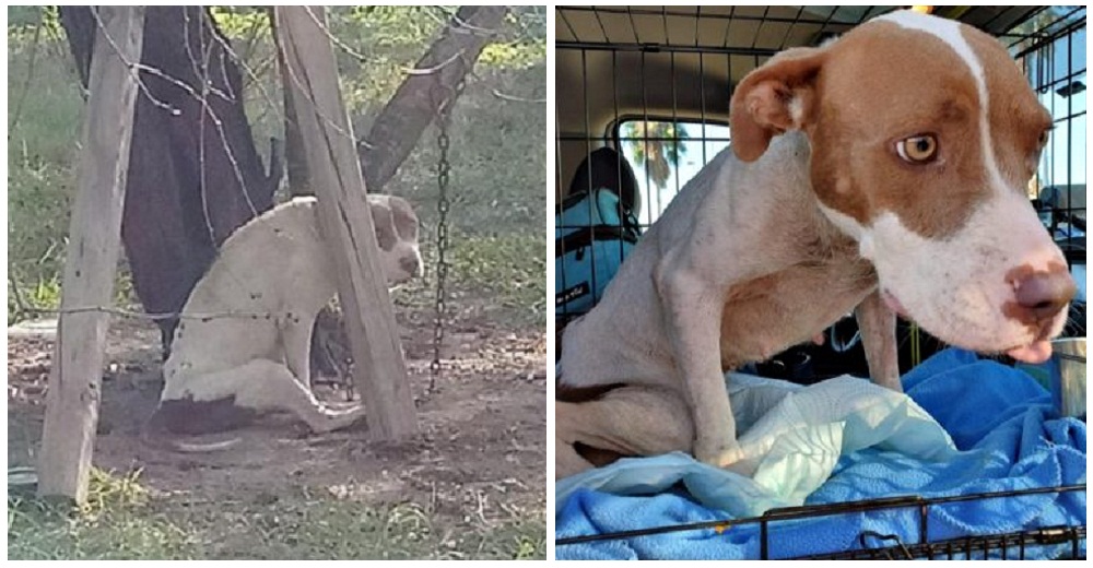 Entre lágrimas rescatan a una perrita paralítica que mantenían sujeta a un árbol sin comida