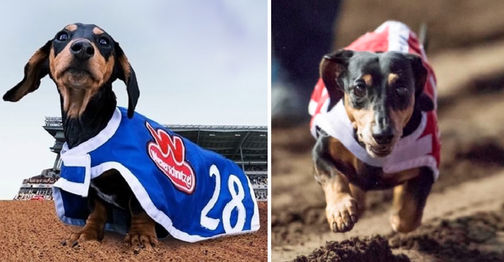 La dejaron en la calle por nacer paralizada pero ahora triunfa en competencias caninas