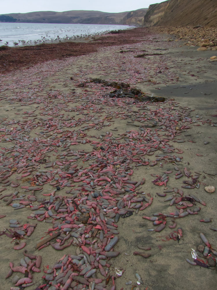 Miles de «penes» rosa aparecen en una playa concurrida ante el ...