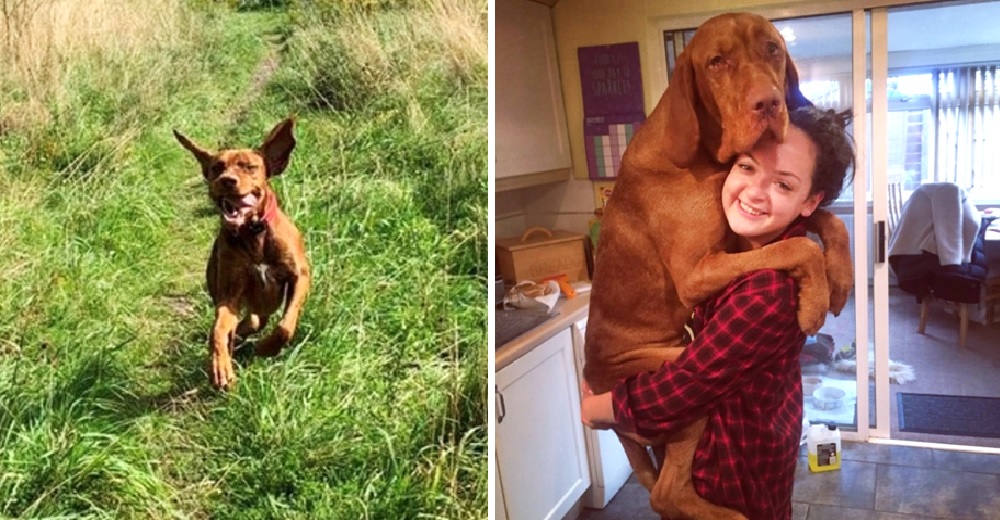 Un hermoso cachorro gigante no logra hacer amigos porque todos lo juzgan por su tamaño