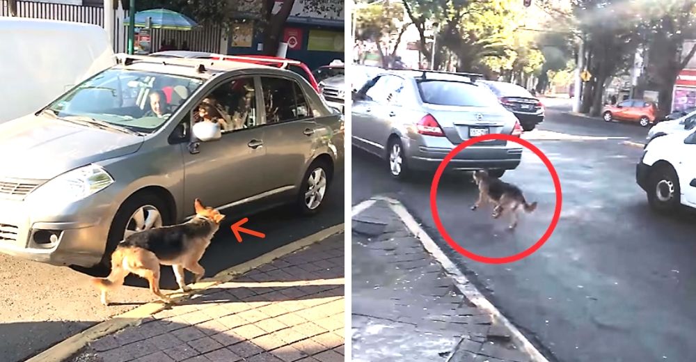 Graban cómo un perro persigue desesperado a su familia después de que lo abandonaran en la calle