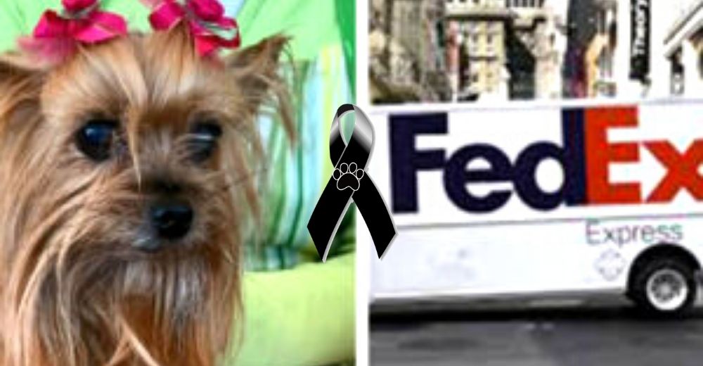 Su perrita pierde la vida después de que un mensajero lanzara un paquete sobre ella