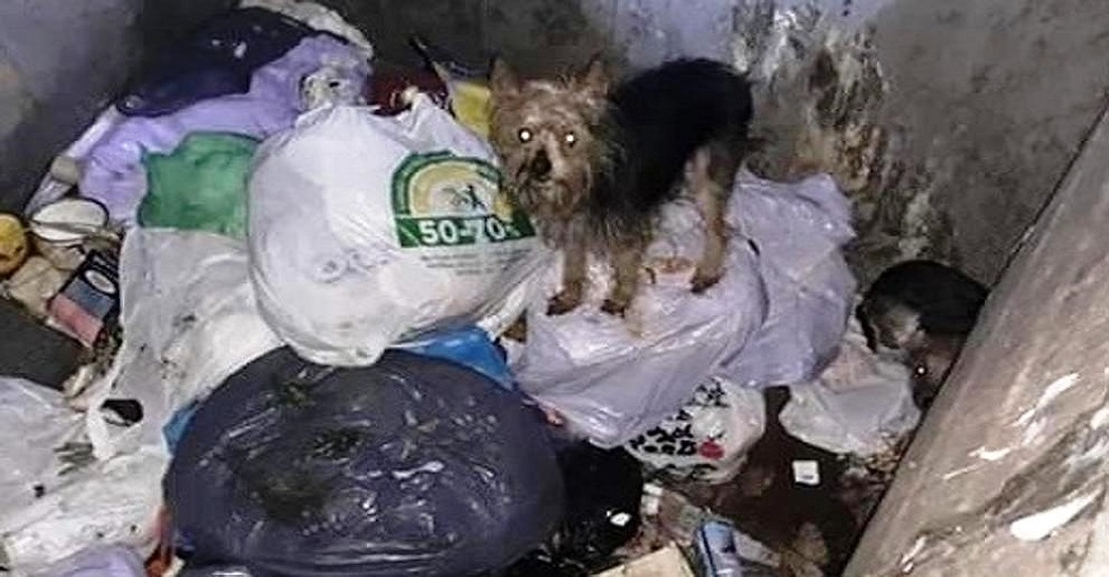 Piden ayuda a los ciudadanos para hallar al desalmado que tiró 11 cachorritos vivos a la basura