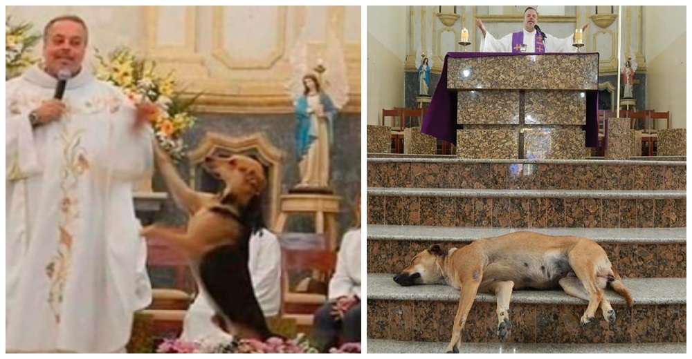 Perritos callejeros aparecen en la misa junto al sacerdote, quieren elegir a su familia perfecta