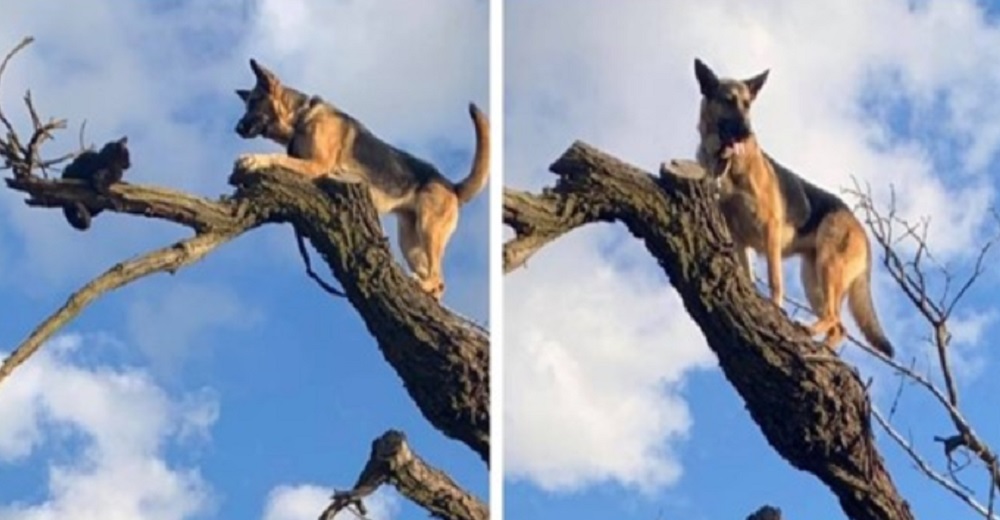 Perro persigue a un gato hasta la cima de un árbol y termina arrepentido