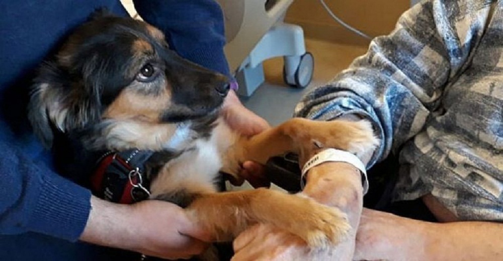 Abuelo con derrame cerebral parecía que no volvería a ser el mismo hasta que su perro lo visitó