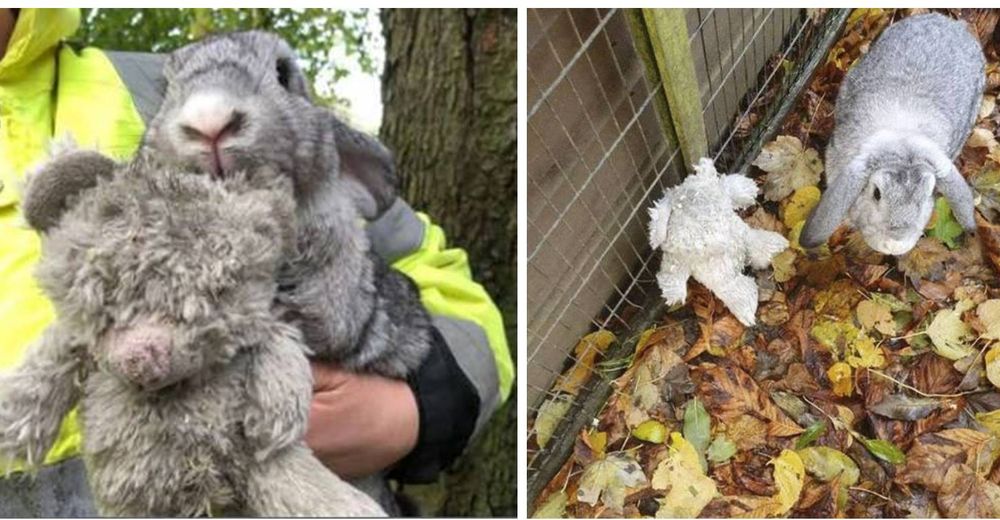 Rescatan un conejo en una caja al borde de la carretera aferrado a un osito de peluche