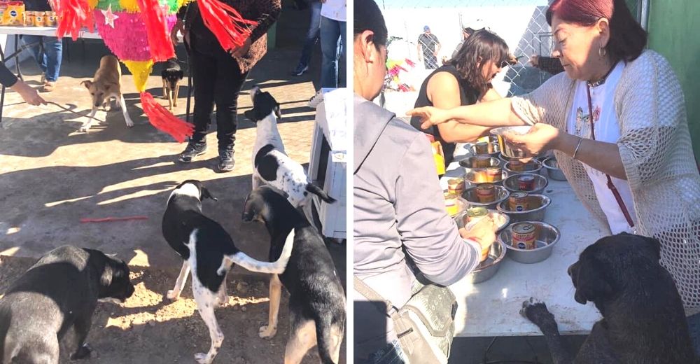 Perros callejeros tienen la celebración navideña que jamás soñaron y reciben una ola de críticas