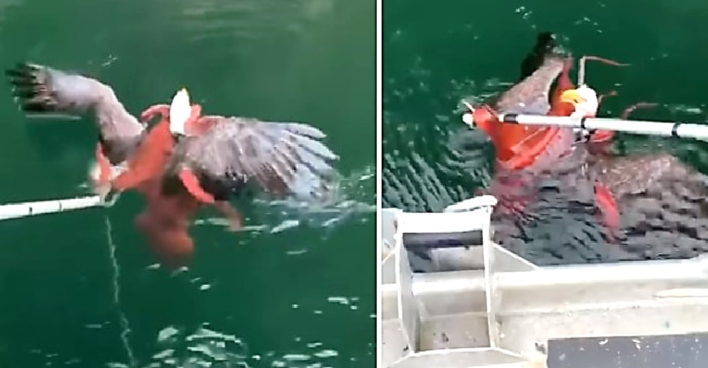 Un águila calva elige a un pulpo gigante como su mejor presa pero luego se arrepiente