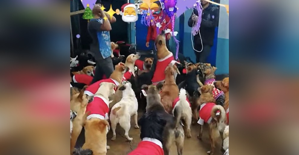 Celebración navideña con piñatas rellenas para perritos de un refugio causa polémica