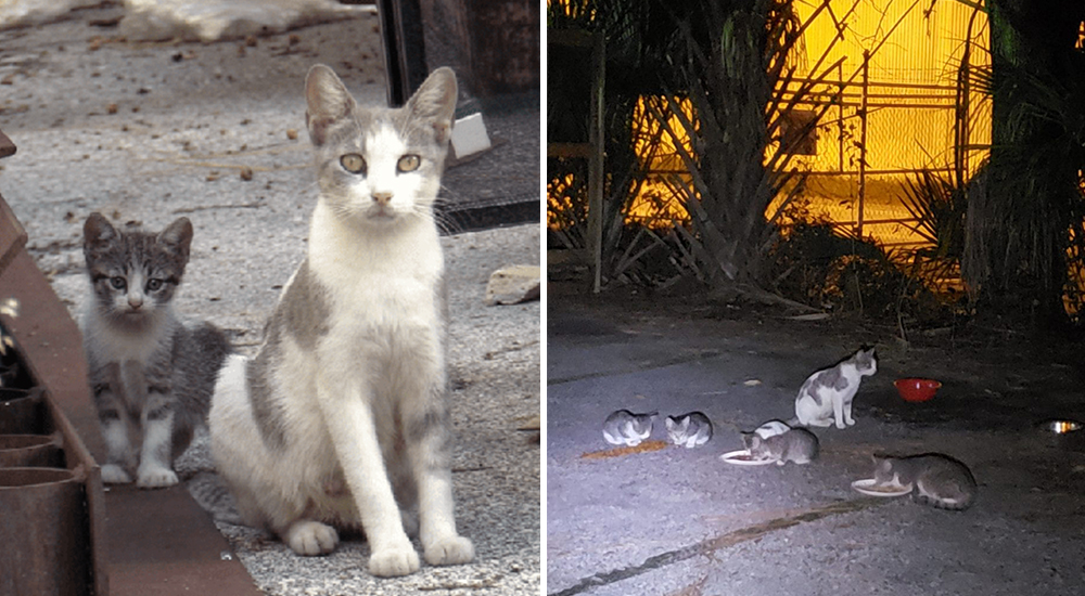 3 gatitos callejeros tenían los minutos contados pero un famoso rescatista llegó a tiempo