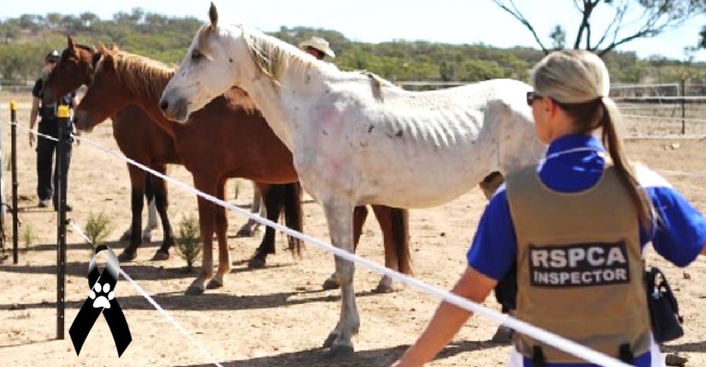 Creían que estos caballos estarían a salvo con rescatistas pero los videos revelaron la verdad