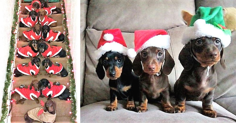 Logra la foto de Navidad perfecta en la que aparecen sus 17 perritos salchicha