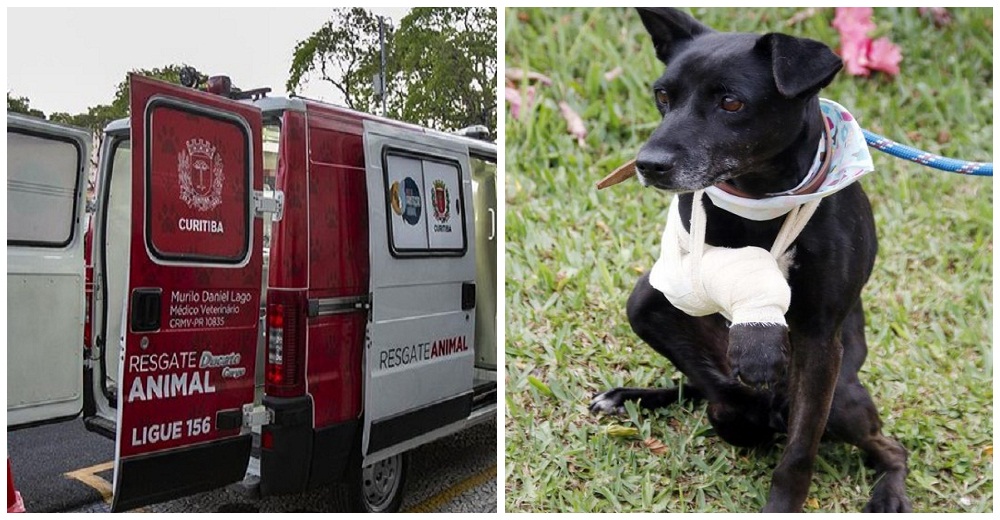 La gran labor de la ambulancia que recorre las calles ayudando a los animales desprotegidos