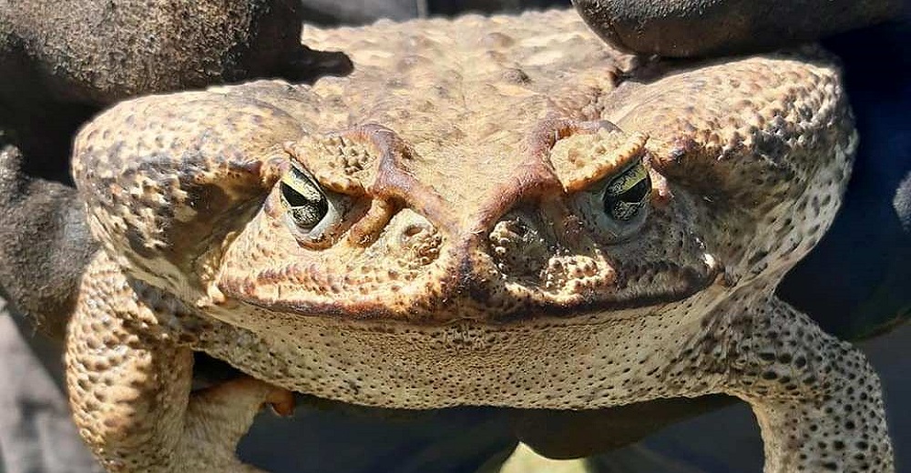 «Se quedó mirándonos en una esquina» – El sapo más gigante y venenoso que perturbó a los vecinos