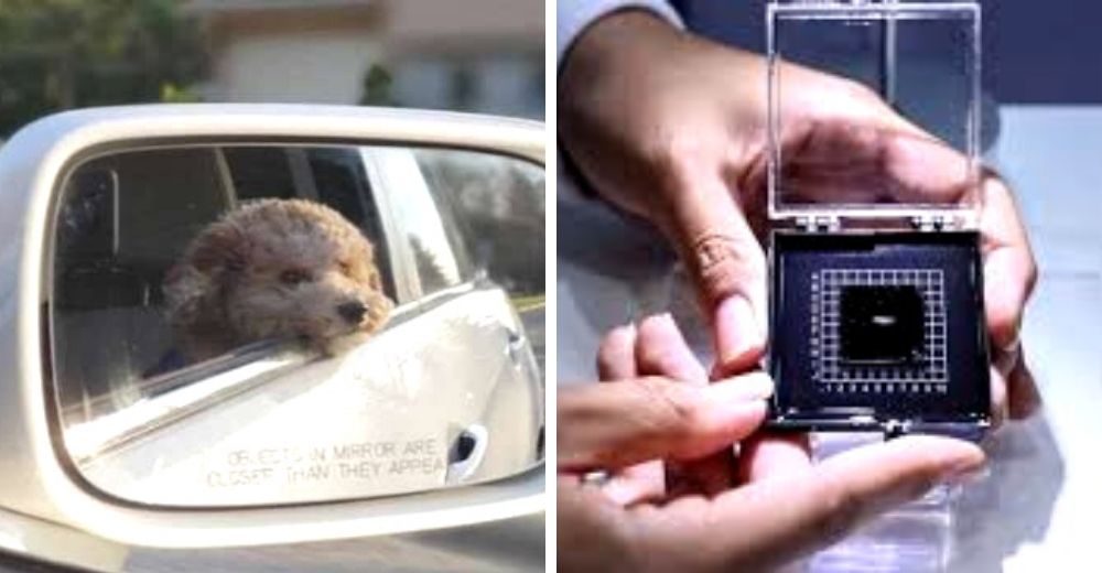 Crean un dispositivo para prevenir los riesgos que sufren las mascotas dejadas dentro de un auto